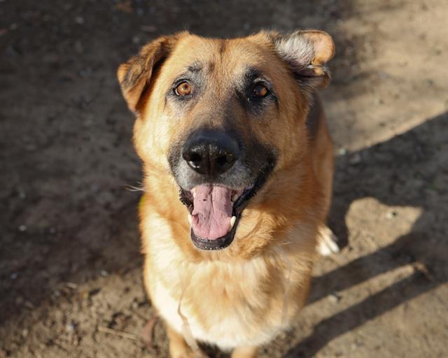 KENNY, Adoptable, Adult Male German Shepherd Dog.