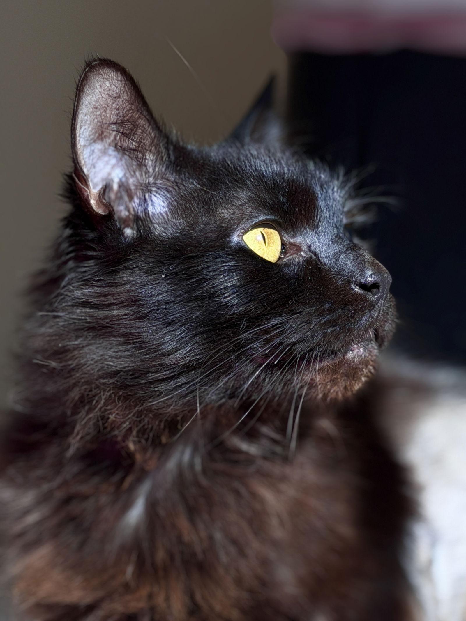 Lucky, a Adoptable Domestic Medium Hair in West Cornwall, CT image 1/3