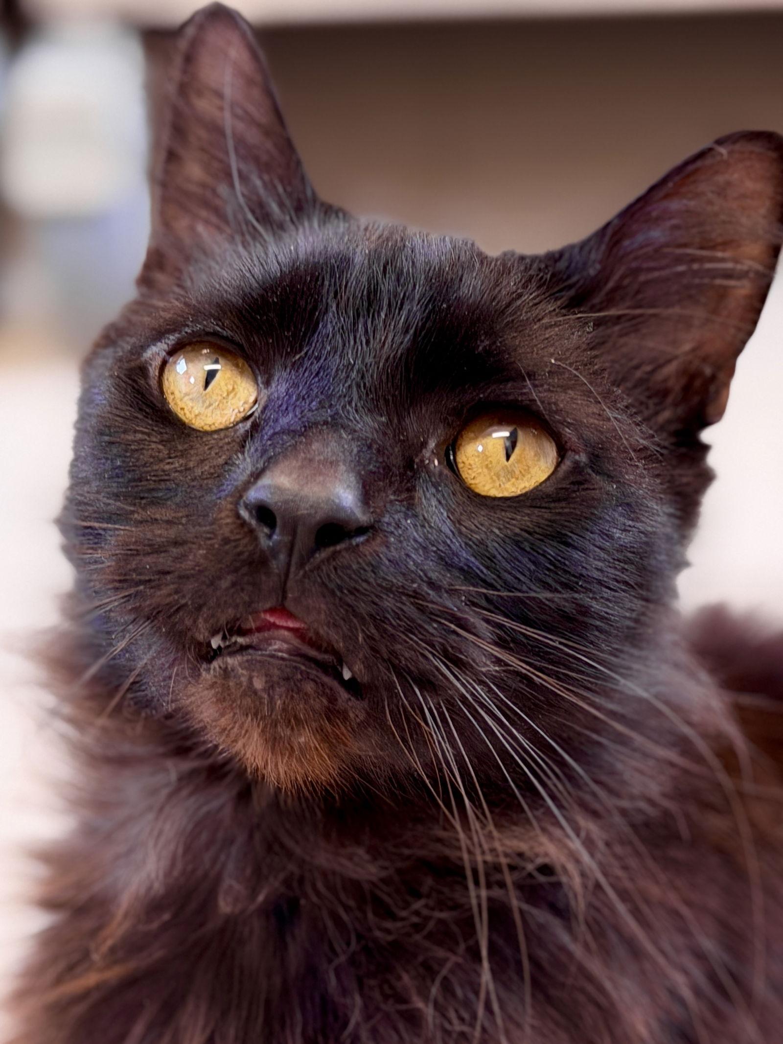 Lucky, a Adoptable Domestic Medium Hair in West Cornwall, CT image 2/3