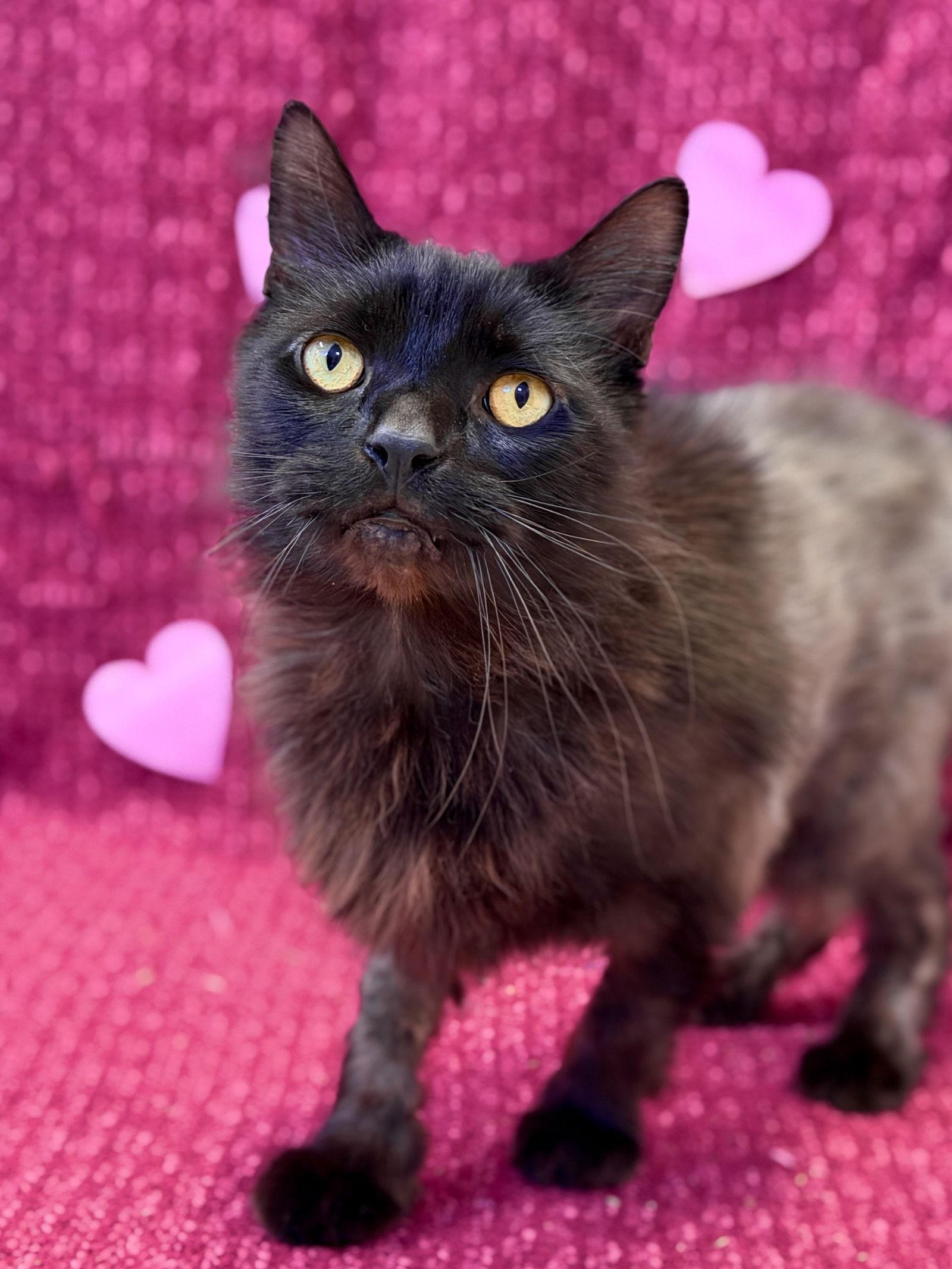 Lucky, a Adoptable Domestic Medium Hair in West Cornwall, CT image 3/3