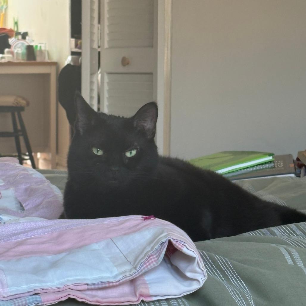Chocolate, a Adoptable Domestic Short Hair in New York, NY image 1/6