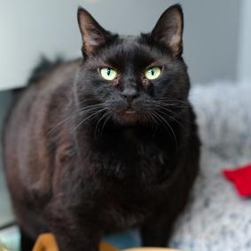 Chocolate, a Adoptable Domestic Short Hair in New York, NY image 2/6