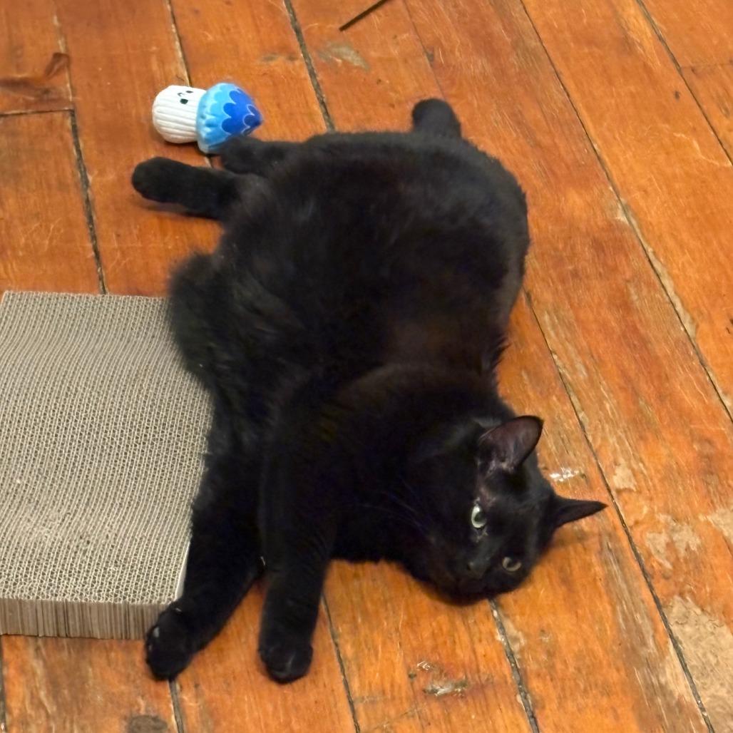 Chocolate, a Adoptable Domestic Short Hair in New York, NY image 4/6