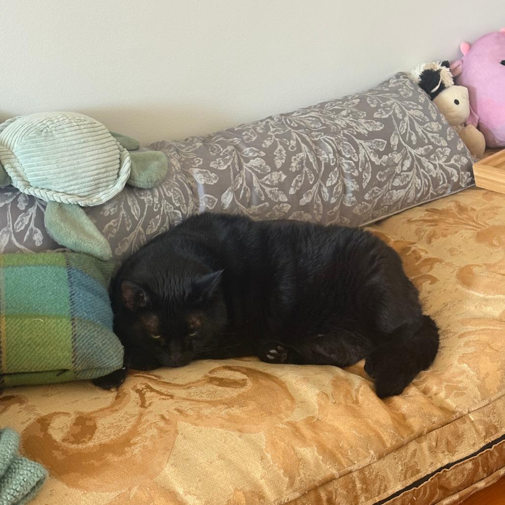 Chocolate, a Adoptable Domestic Short Hair in New York, NY image 5/6