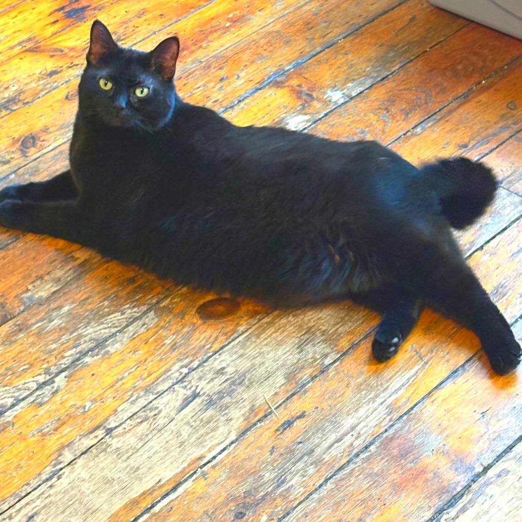 Chocolate, a Adoptable Domestic Short Hair in New York, NY image 6/6