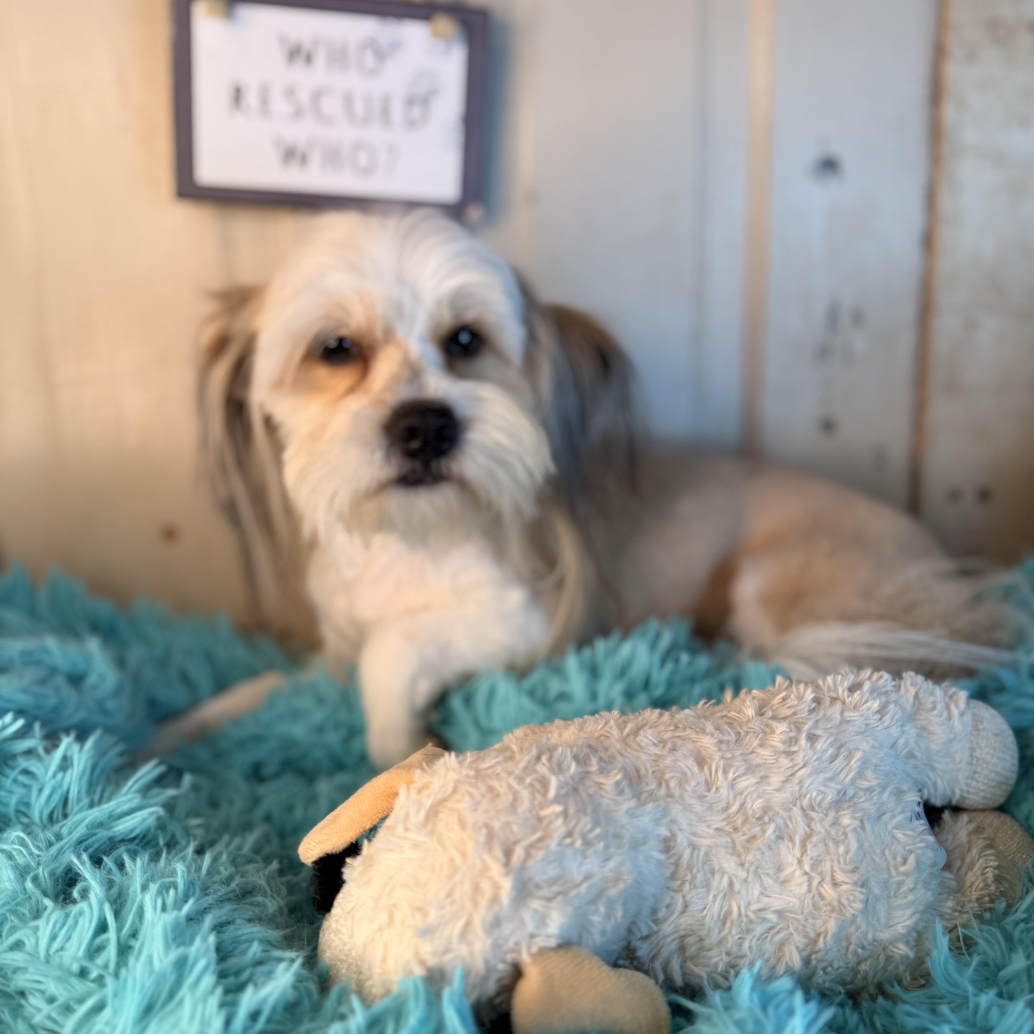 Ringo, an adopted Lhasa Apso in Bloomington, IL image 4/6