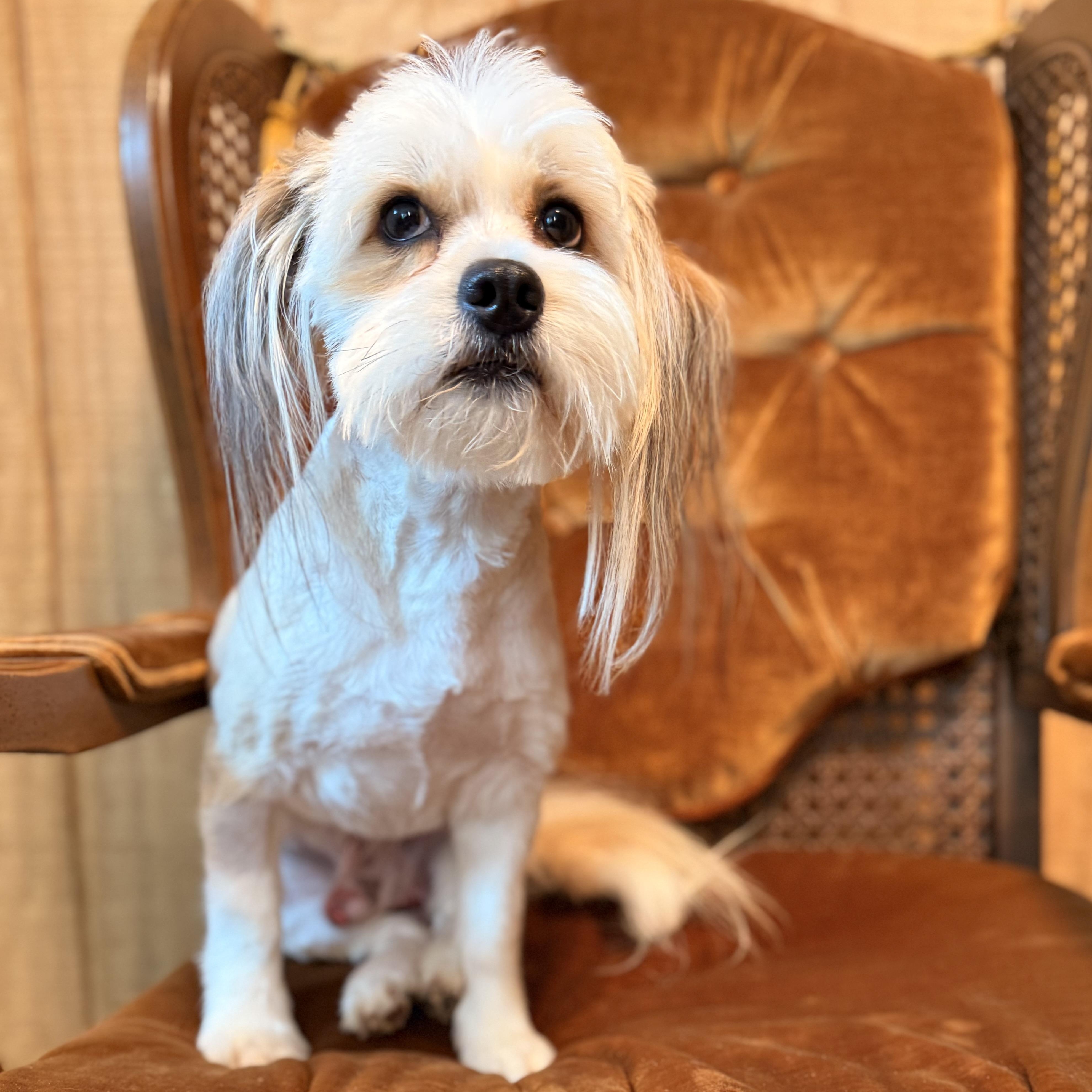 Ringo, an adopted Lhasa Apso in Bloomington, IL image 2/6
