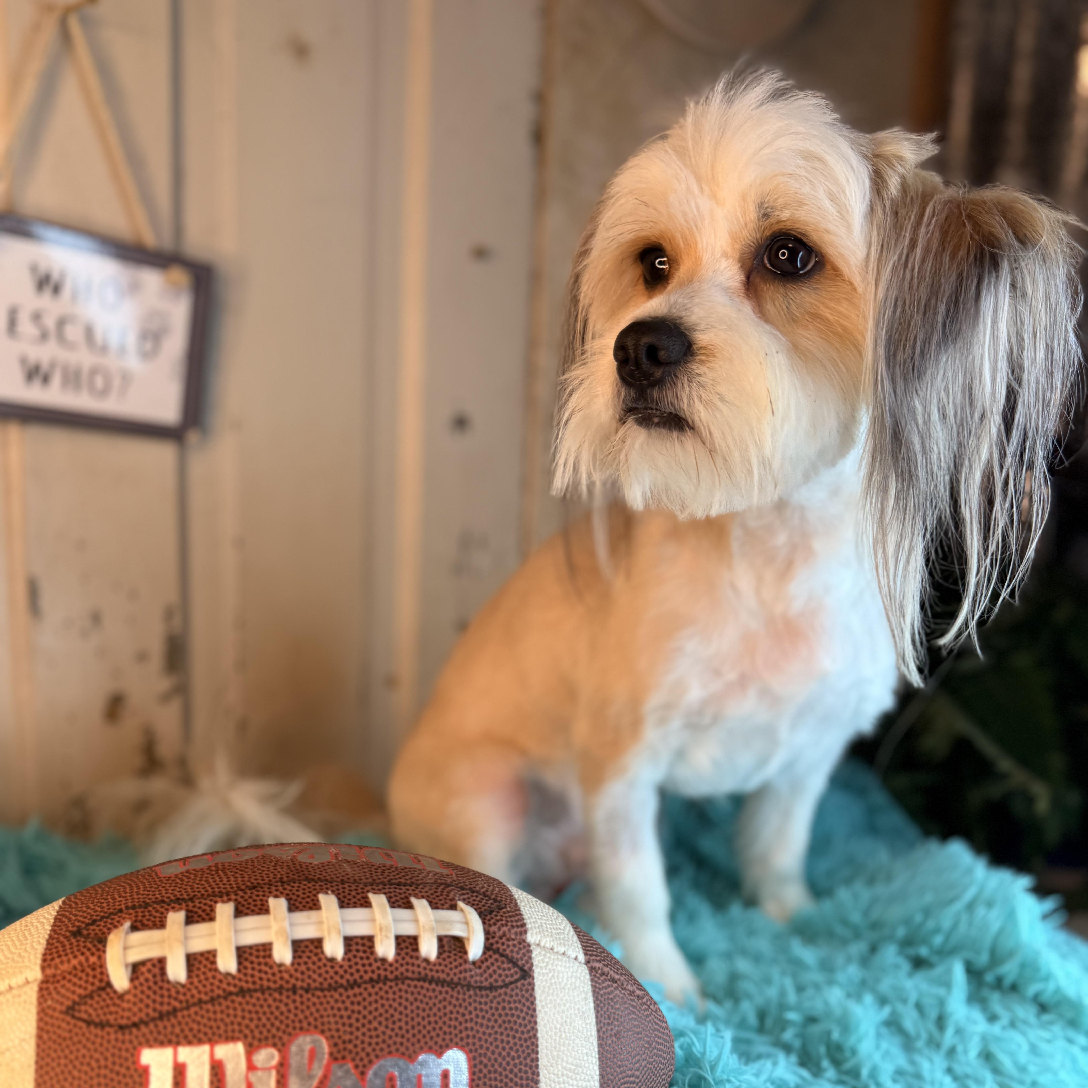 Ringo, adopted, Adult Male Lhasa Apso.