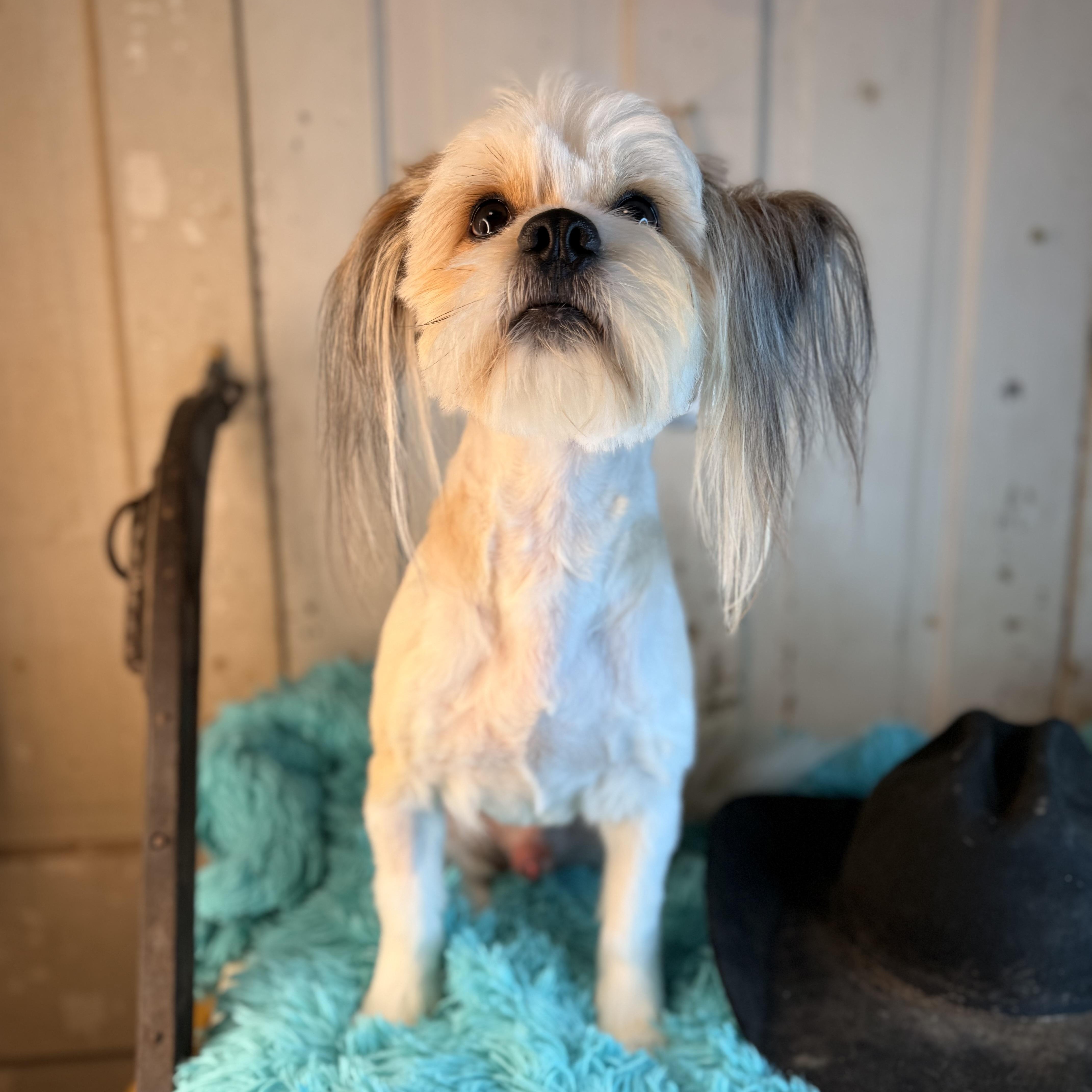 Ringo, an adopted Lhasa Apso in Bloomington, IL image 5/6