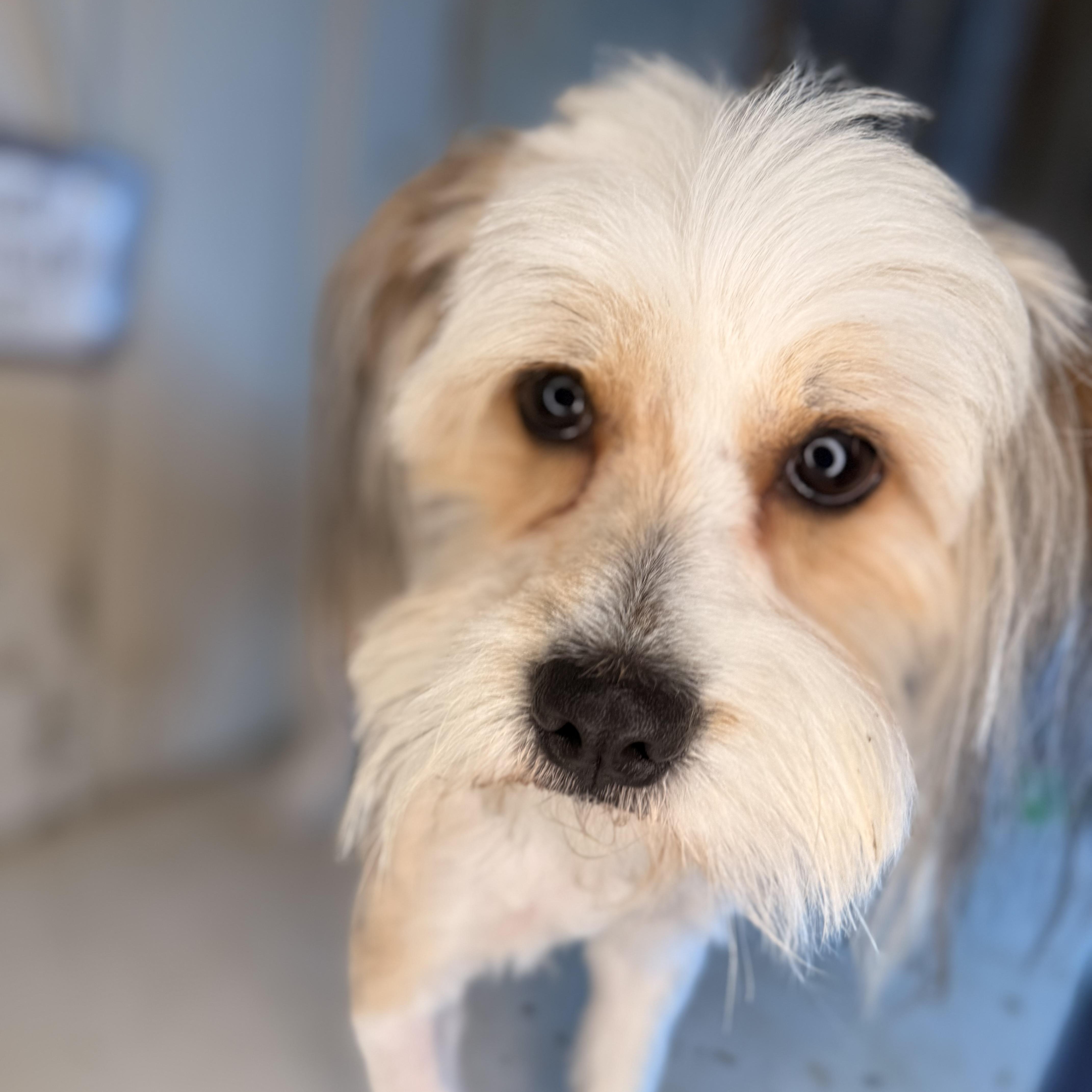 Ringo, an adopted Lhasa Apso in Bloomington, IL image 6/6