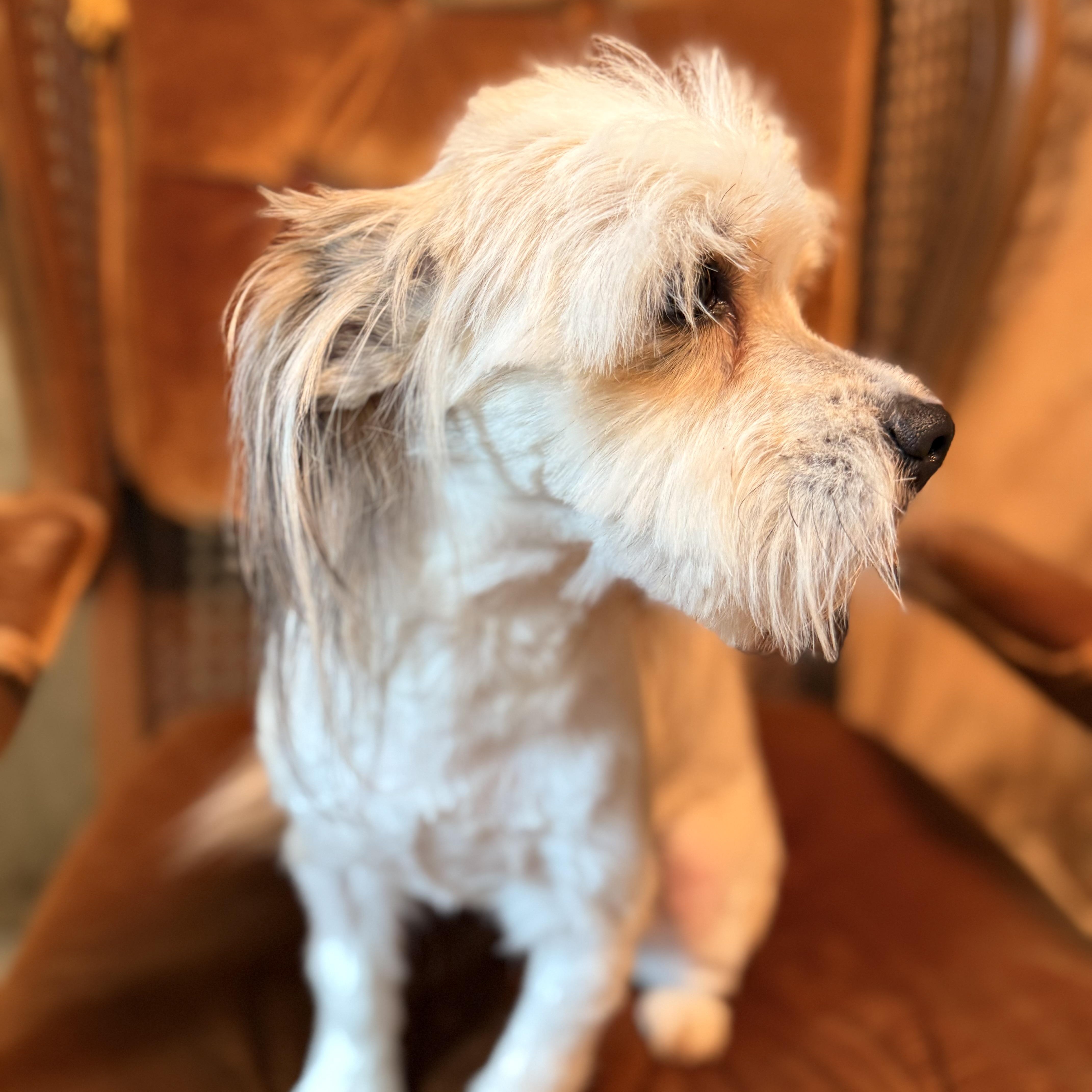 Ringo, an adopted Lhasa Apso in Bloomington, IL image 3/6