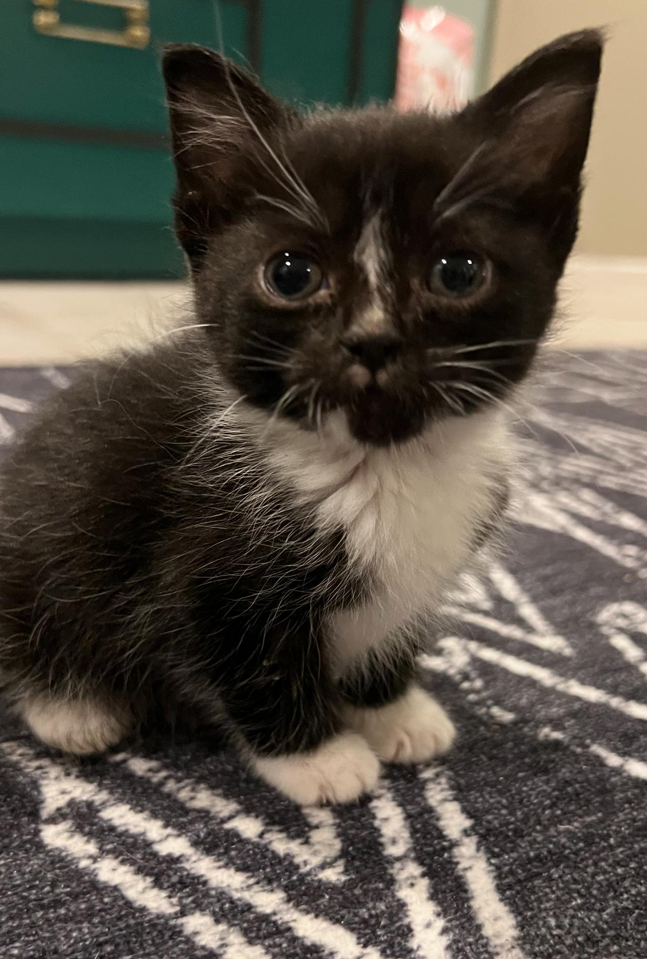 Diamond, Adoptable, Kitten Female Domestic Short Hair.