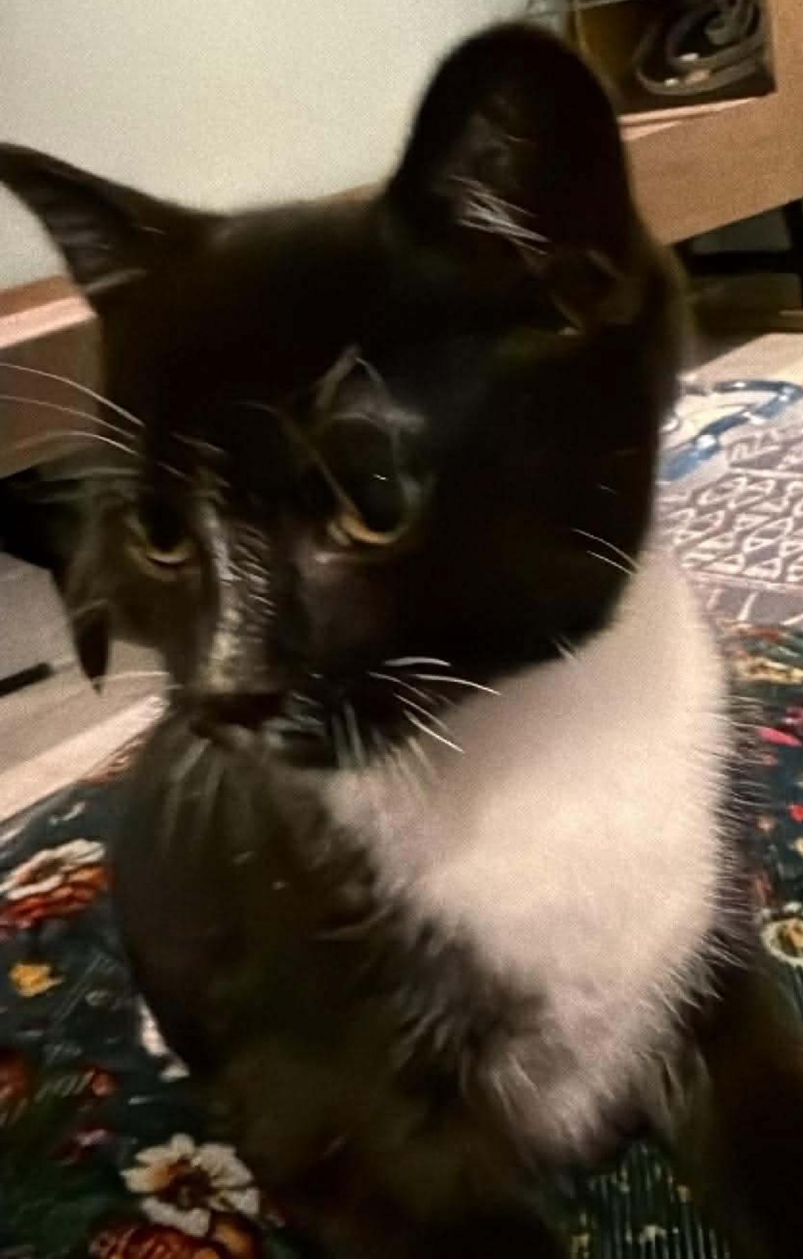 Enlarge Diamond, a Adoptable mixed breed in Lockport, IL image 2/4