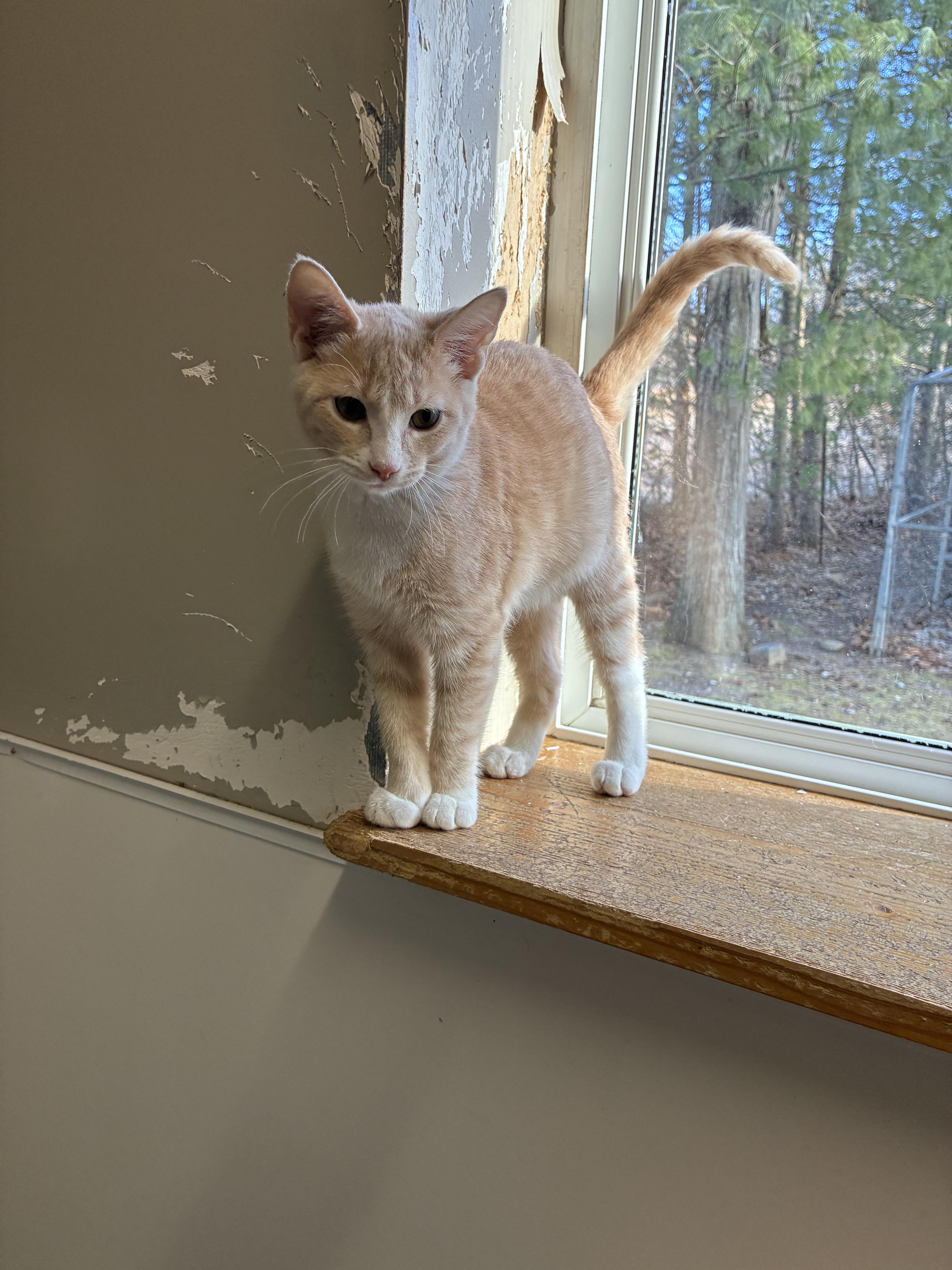 Enlarge PICKLE, a ADOPTABLE Domestic Short Hair in Louisa, KY image 3/5