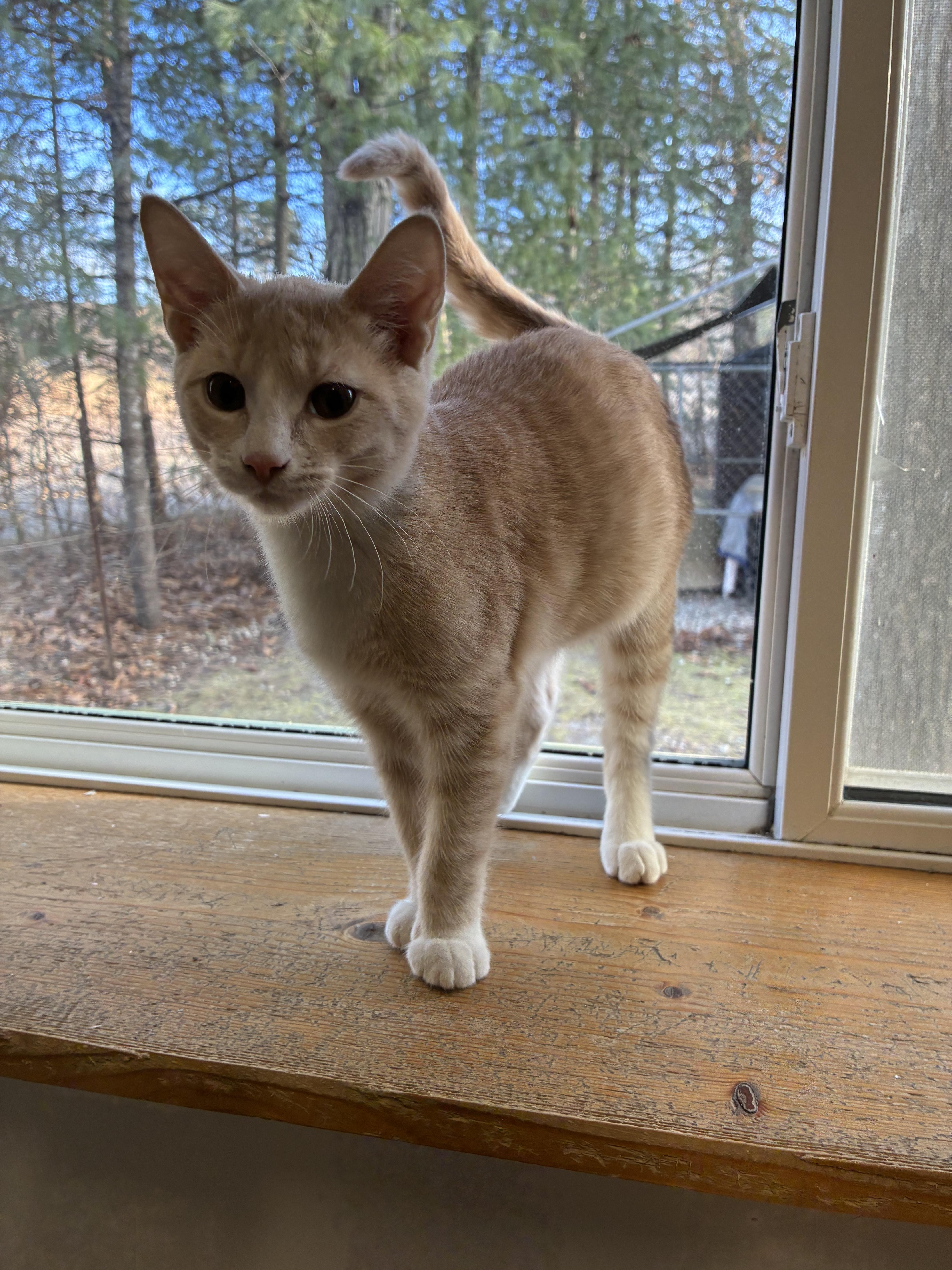 Enlarge PICKLE, a ADOPTABLE Domestic Short Hair in Louisa, KY image 2/5