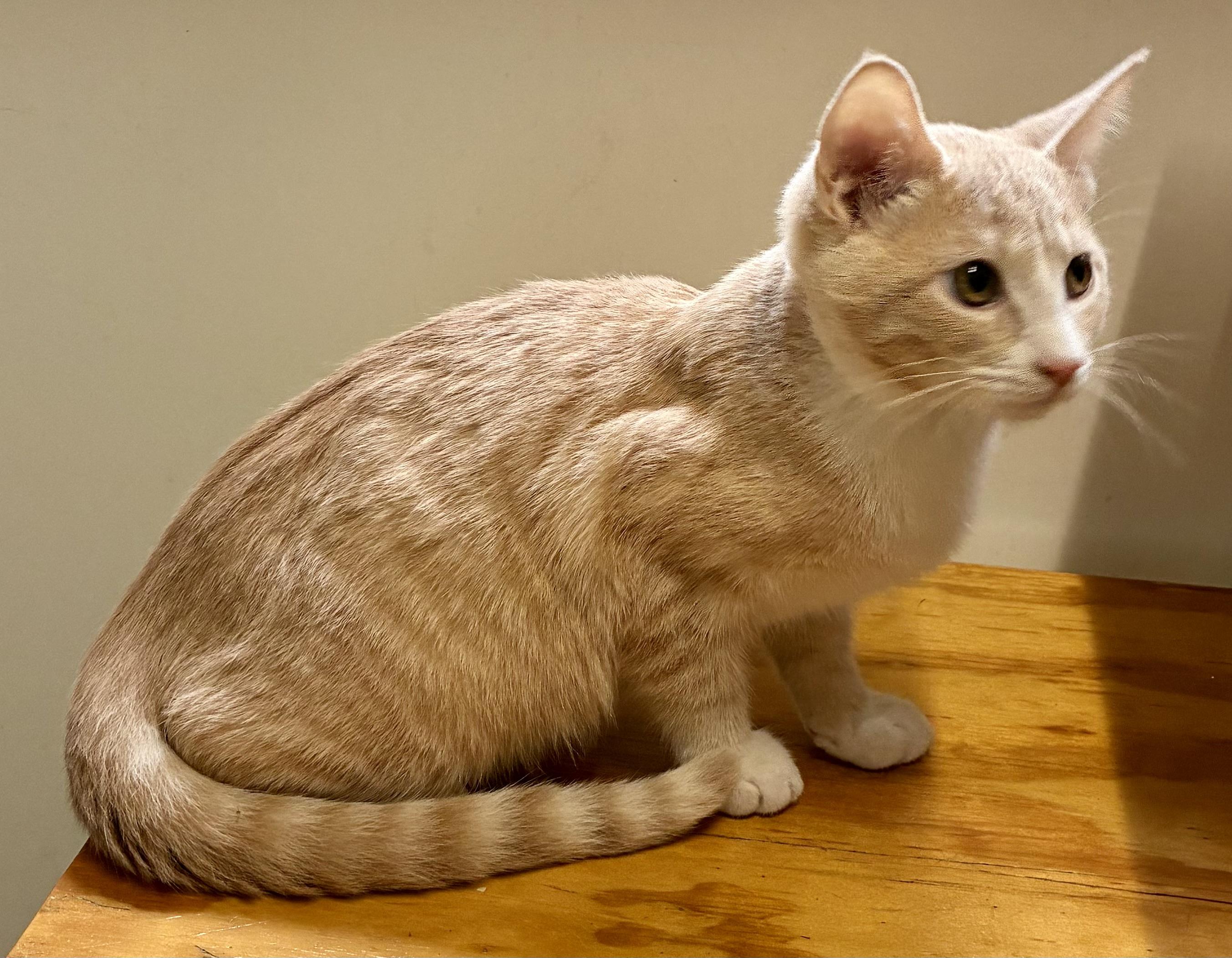 Enlarge PICKLE, a ADOPTABLE Domestic Short Hair in Louisa, KY image 5/5