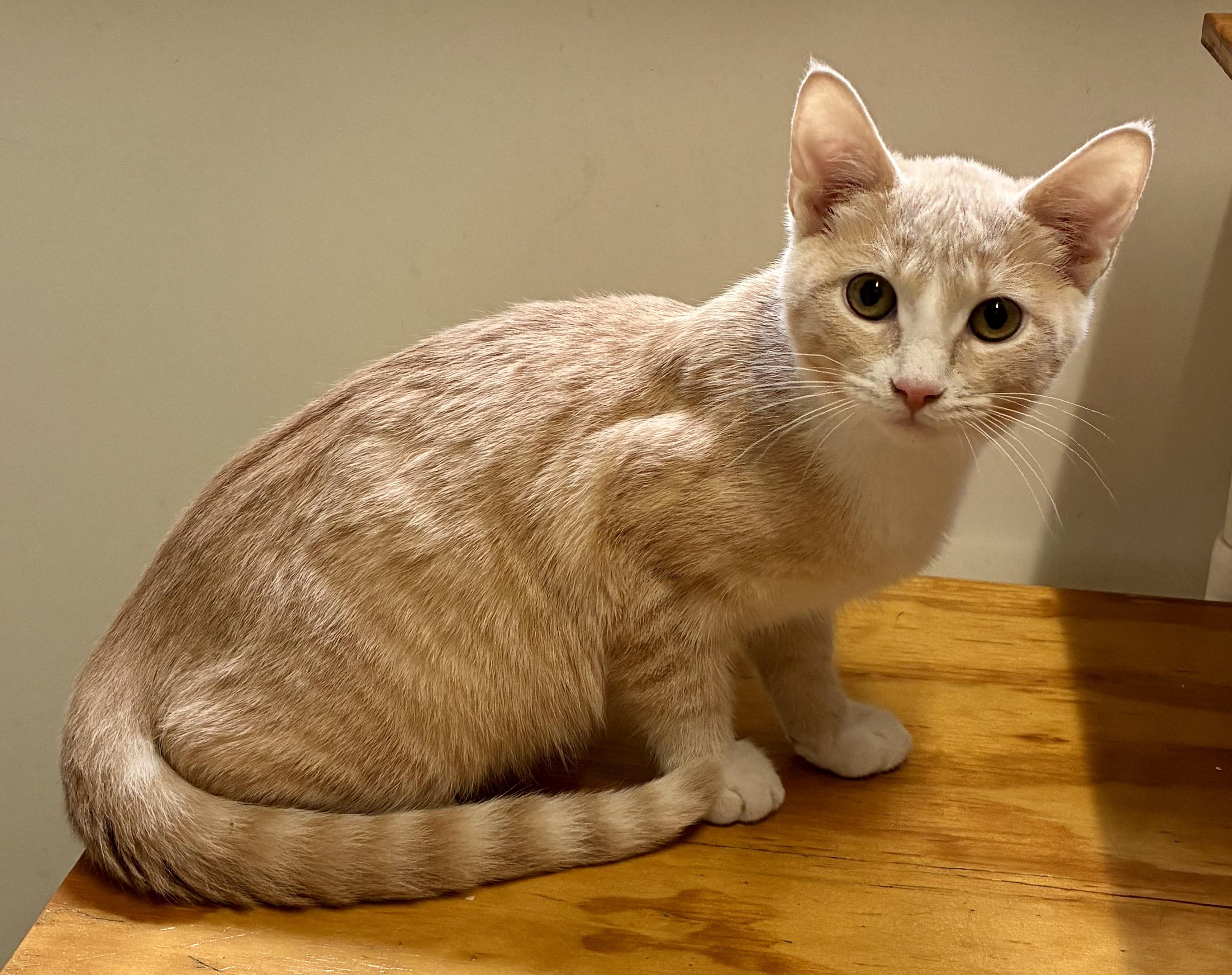 Enlarge PICKLE, a ADOPTABLE Domestic Short Hair in Louisa, KY image 1/5