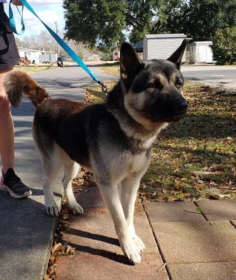 Mac, a Adopted mixed breed in Toronto, ON image 2/10