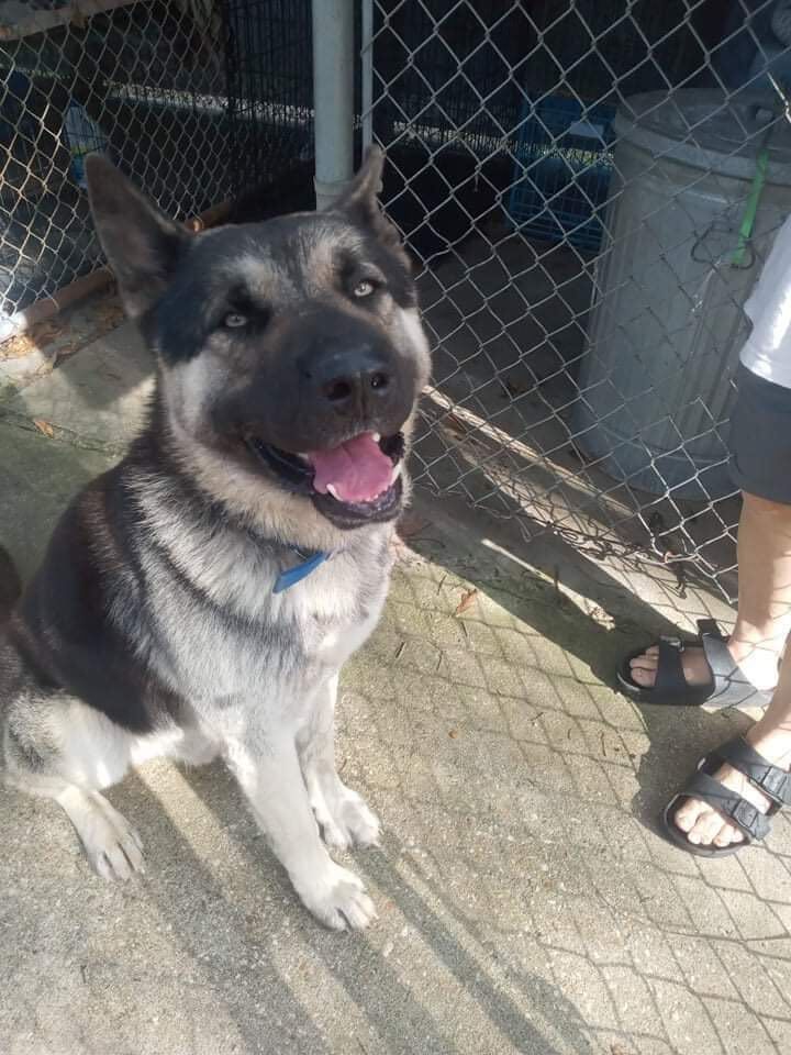 Mac, a Adopted mixed breed in Toronto, ON image 5/10
