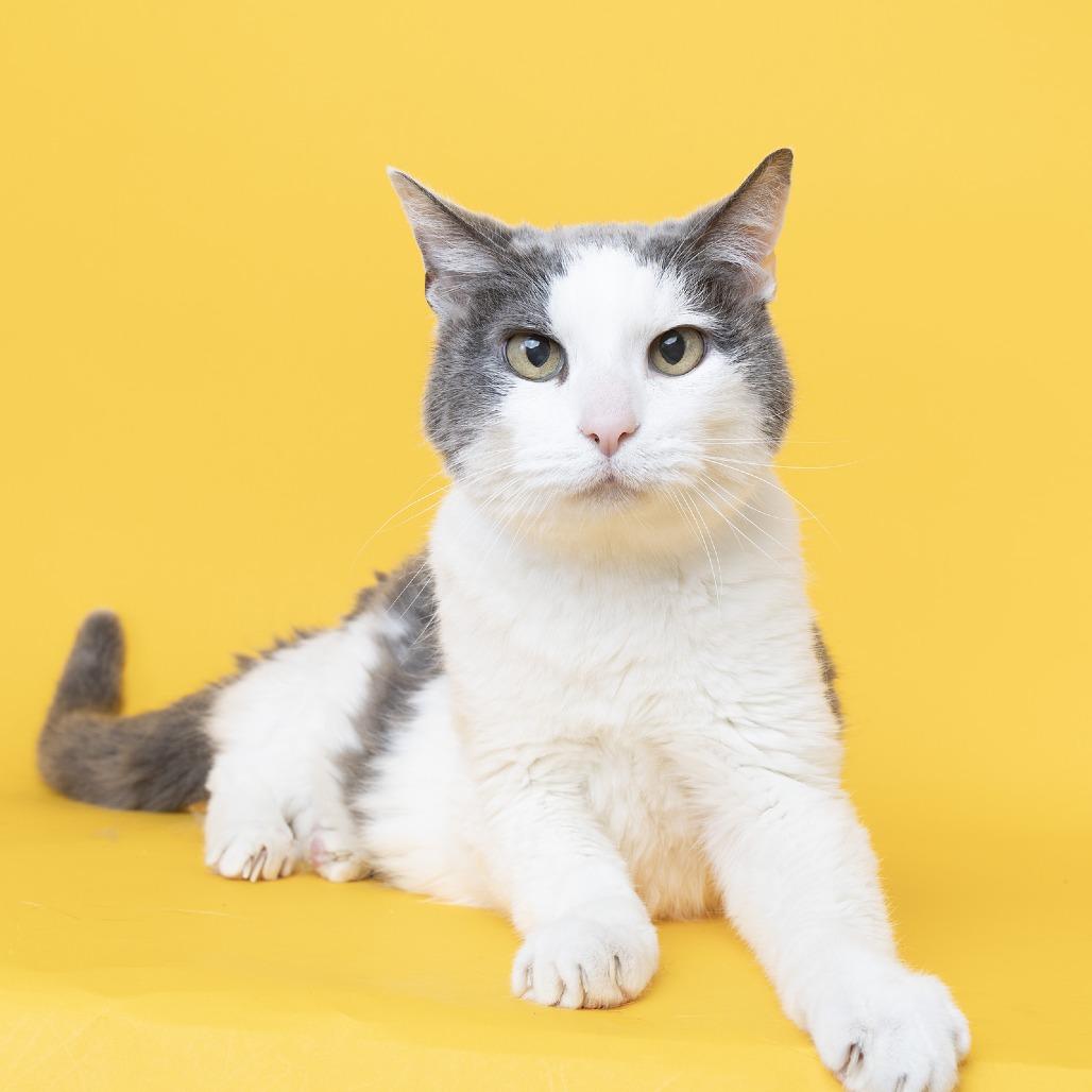 Moonie, Adoptable, Senior Male Domestic Short Hair.
