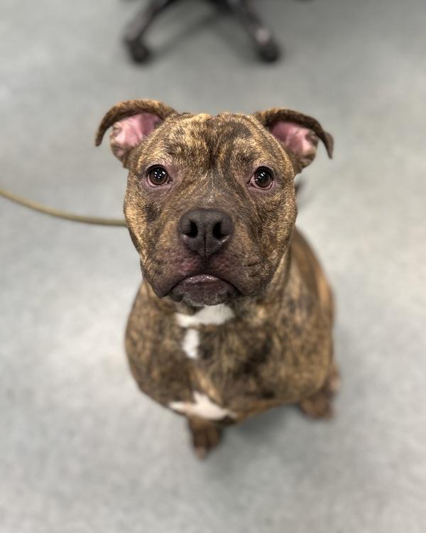 Blubber Fish, Adoptable, Young Female Pit Bull Terrier.