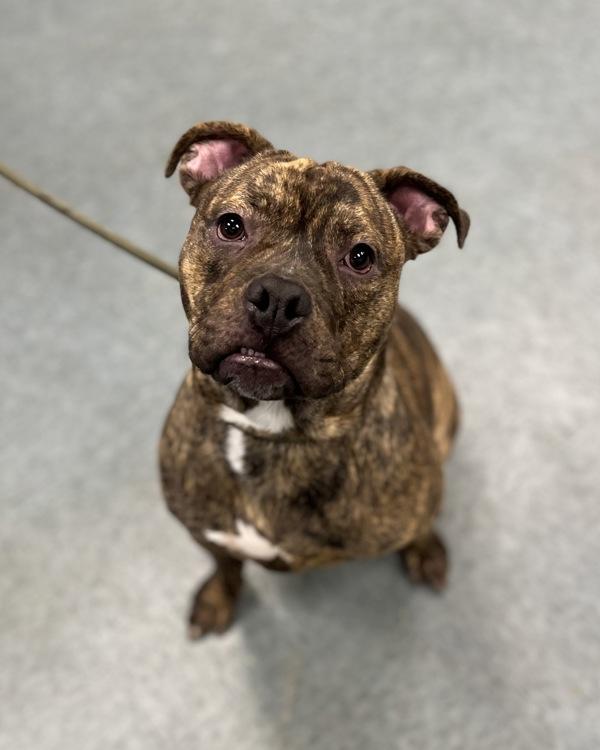 Enlarge Blubber Fish, a Adoptable mixed breed in Richmond, VA image 2/2