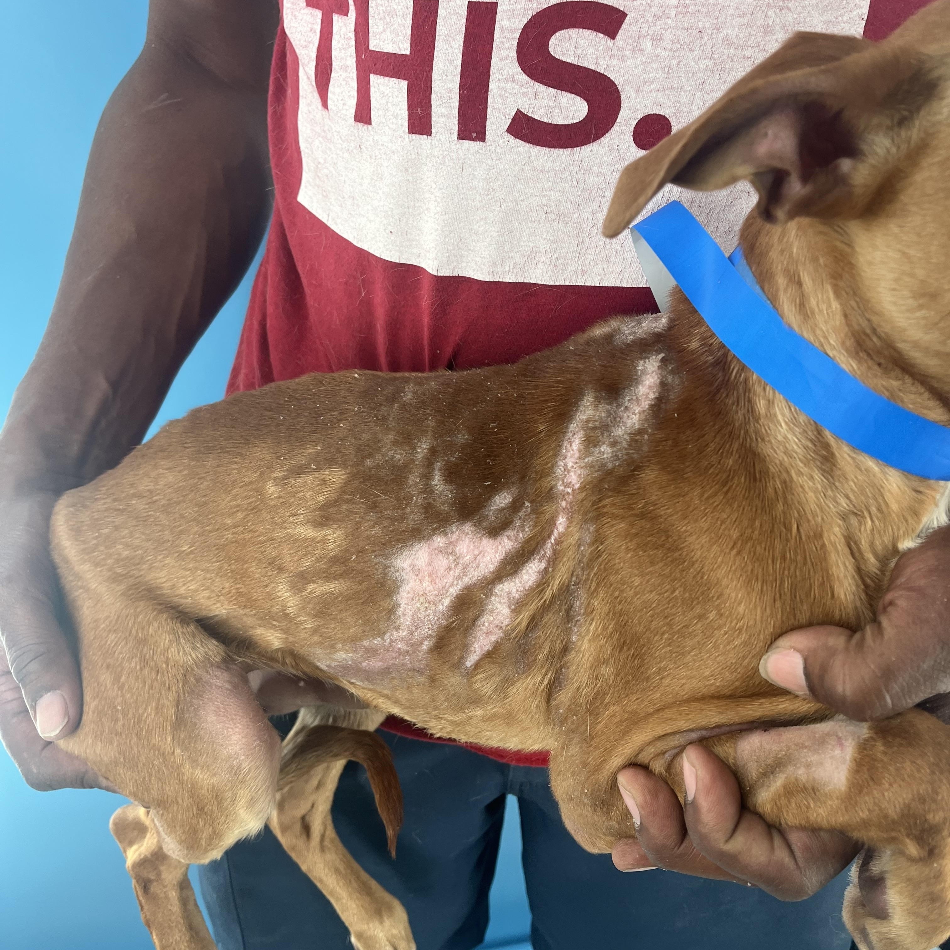 Carlo - Local Dec 19-21, a Adoptable mixed breed in Happy Valley , OR image 5/5