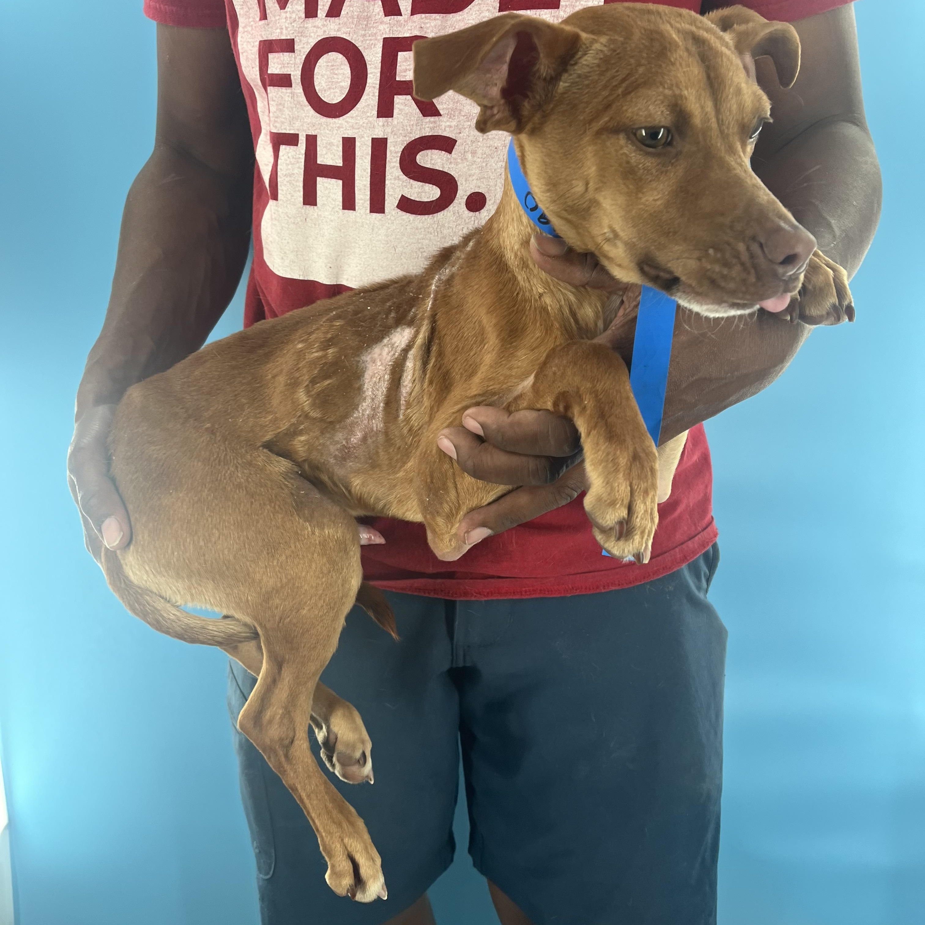 Carlo - Local Dec 19-21, a Adoptable mixed breed in Happy Valley , OR image 2/5