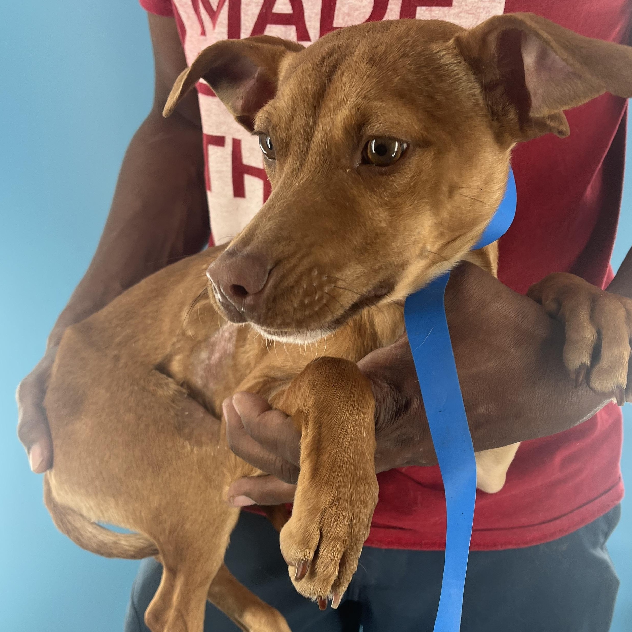 Carlo - Local Dec 19-21, a Adoptable mixed breed in Happy Valley , OR image 3/5