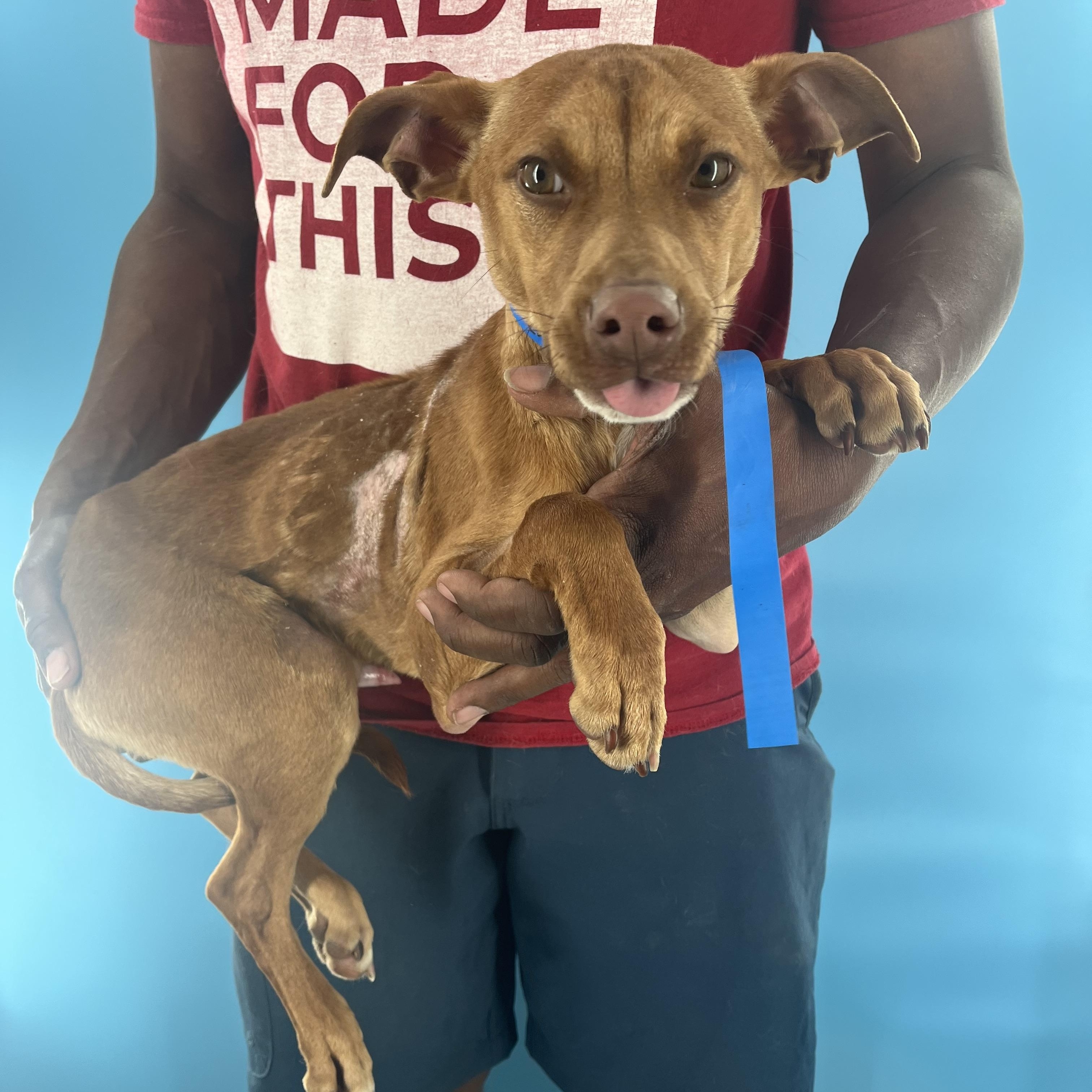 Carlo - Local Dec 19-21, a Adoptable mixed breed in Happy Valley , OR image 1/5