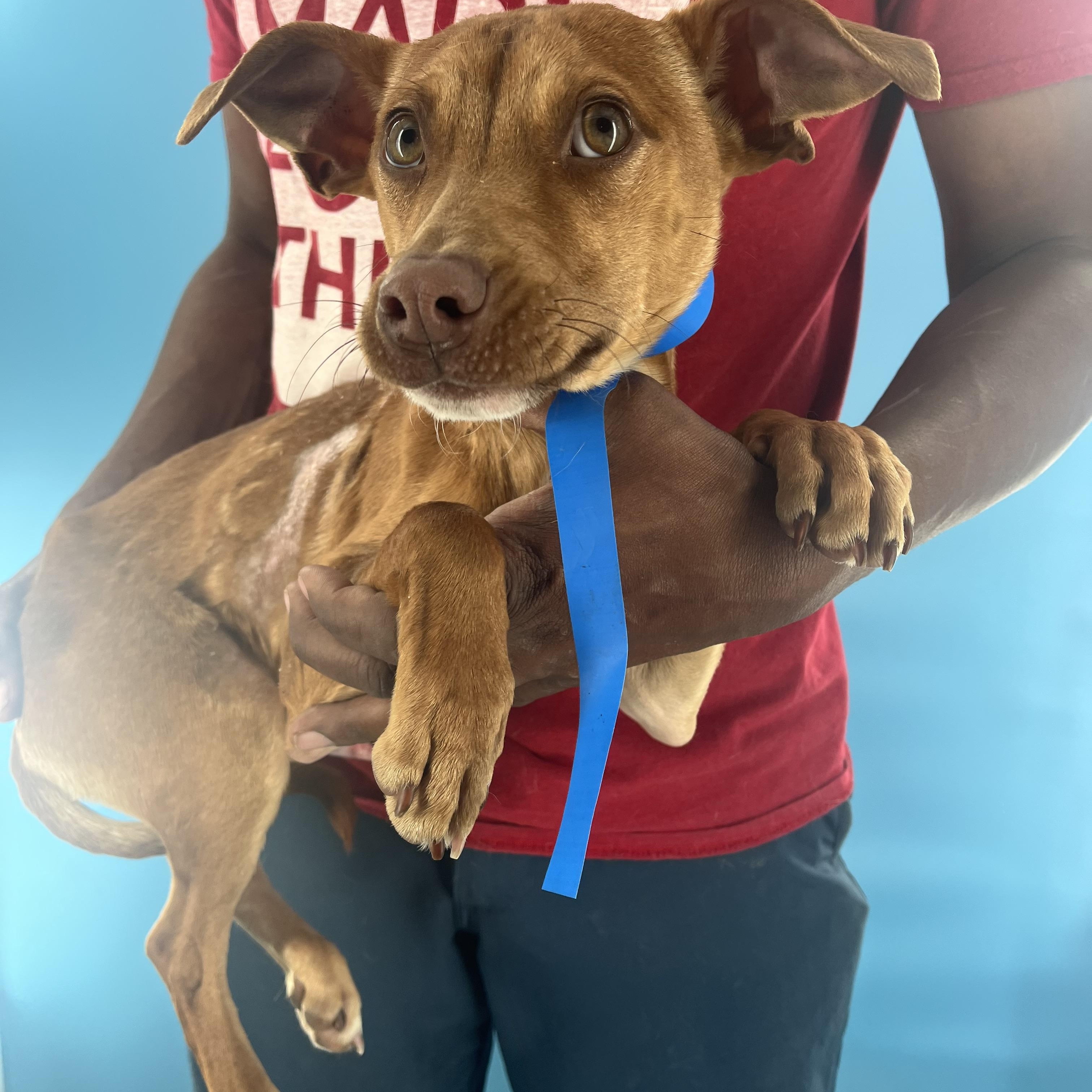 Carlo - Local Dec 19-21, a Adoptable mixed breed in Happy Valley , OR image 4/5