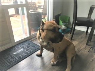 Enlarge Duke, Mellow Big Fella - Needs Adopter or Foster (Courtesy Listing), a Adopted Cane Corso in Tacoma, WA image 1/6