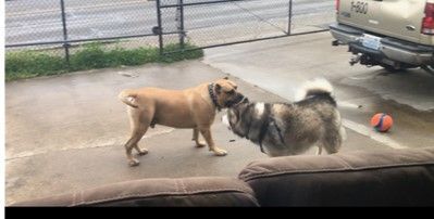 Enlarge Duke, Mellow Big Fella - Needs Adopter or Foster (Courtesy Listing), a Adopted Cane Corso in Tacoma, WA image 2/6