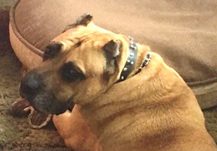 Enlarge Duke, Mellow Big Fella - Needs Adopter or Foster (Courtesy Listing), a Adopted Cane Corso in Tacoma, WA image 3/6