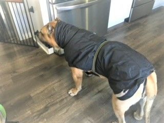 Enlarge Duke, Mellow Big Fella - Needs Adopter or Foster (Courtesy Listing), a Adopted Cane Corso in Tacoma, WA image 4/6