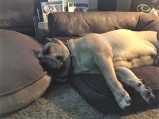 Enlarge Duke, Mellow Big Fella - Needs Adopter or Foster (Courtesy Listing), a Adopted Cane Corso in Tacoma, WA image 5/6