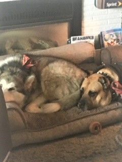 Enlarge Duke, Mellow Big Fella - Needs Adopter or Foster (Courtesy Listing), a Adopted Cane Corso in Tacoma, WA image 6/6