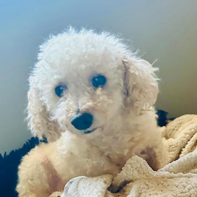 Enlarge Leonard, a Adoptable Poodle in Chaska, MN image 2/6