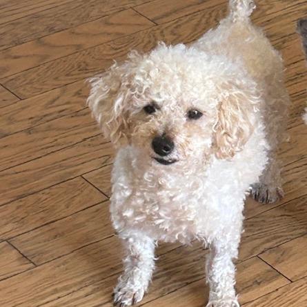 Enlarge Leonard, a Adoptable Poodle in Chaska, MN image 3/6