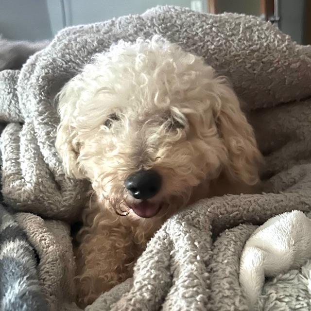 Enlarge Leonard, a Adoptable Poodle in Chaska, MN image 4/6