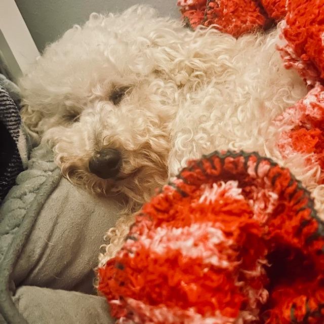 Enlarge Leonard, a Adoptable Poodle in Chaska, MN image 5/6