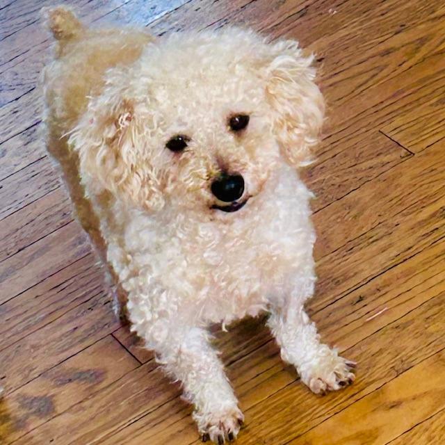 Enlarge Leonard, a Adoptable Poodle in Chaska, MN image 6/6