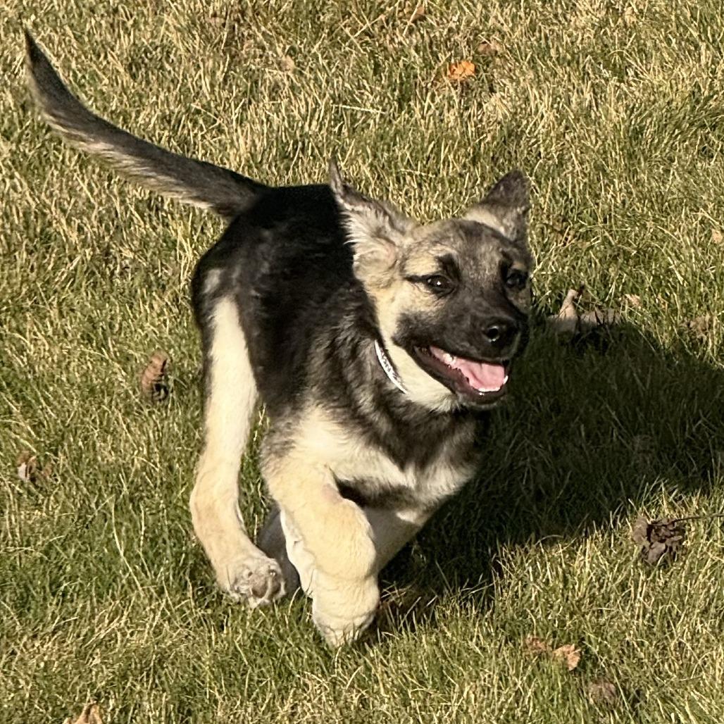 Nike, Adoptable, Puppy Female Mixed Breed.