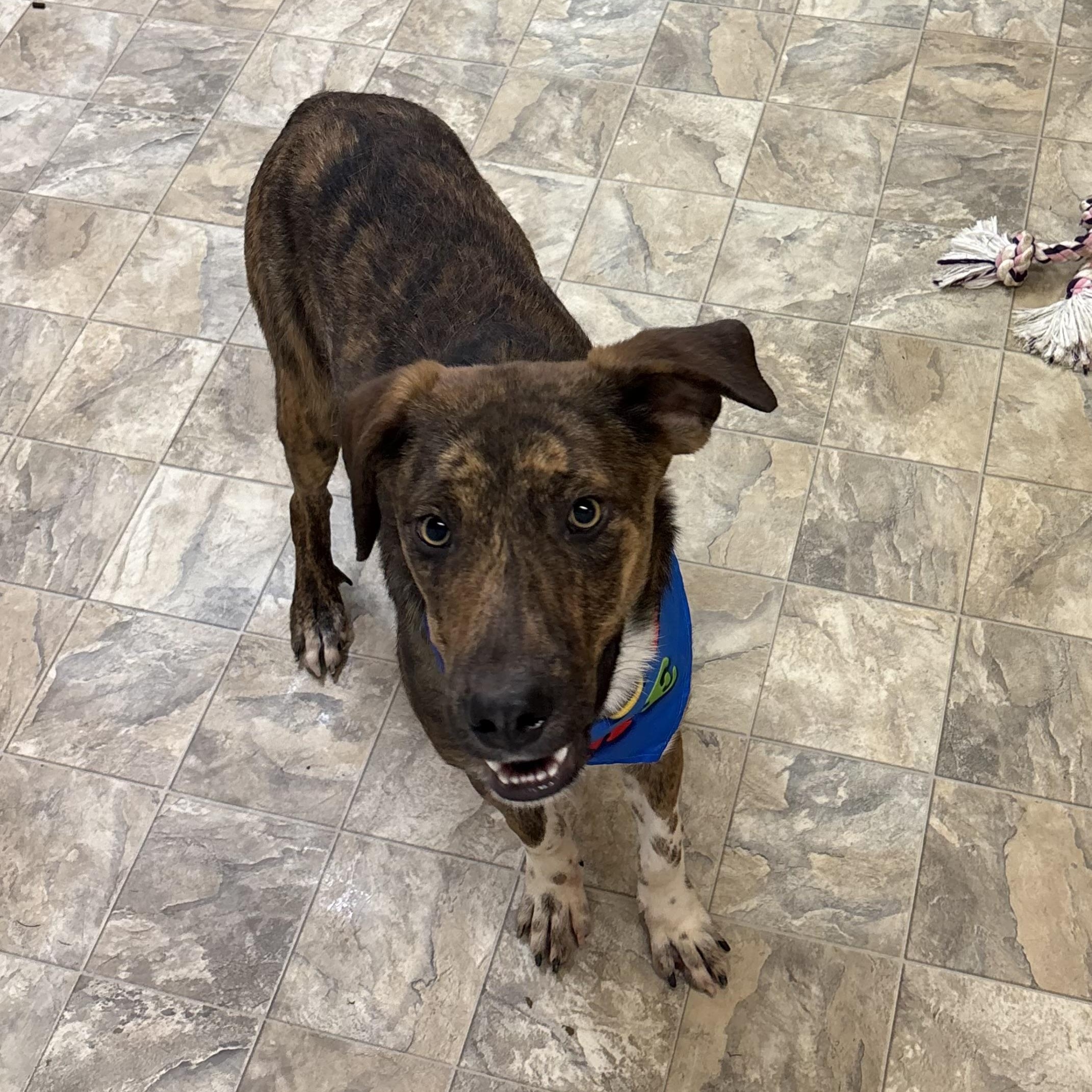 Enlarge Victor , a ADOPTABLE mixed breed in Pilot Point, TX image 3/3
