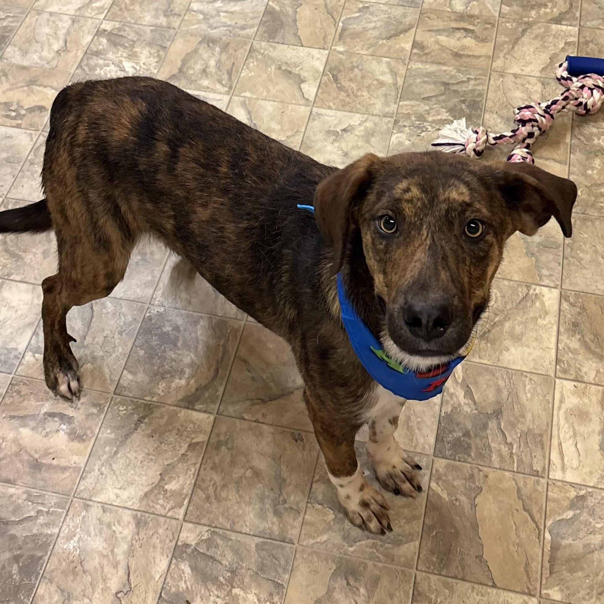 Victor , ADOPTABLE, Adult Male Shepherd.