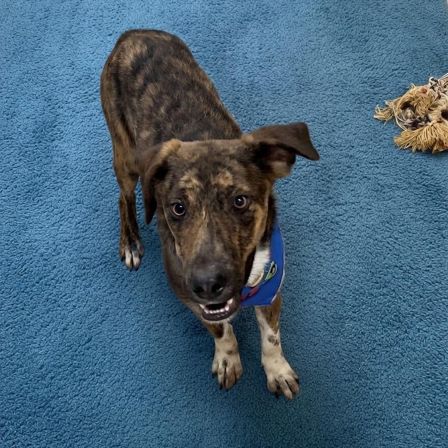 Enlarge Victor , a ADOPTABLE mixed breed in Pilot Point, TX image 2/3