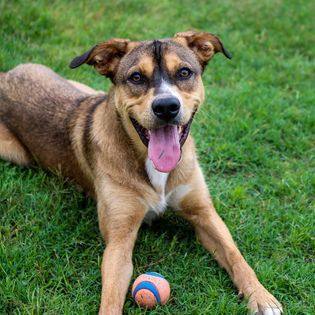 Hunter, a Adoptable mixed breed in Kerrville, TX image 1/4