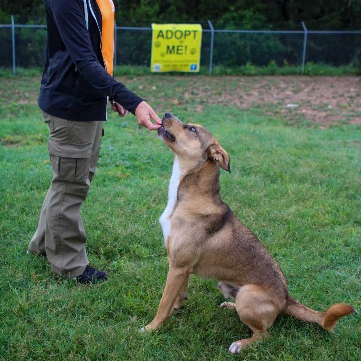 Hunter, a Adoptable mixed breed in Kerrville, TX image 2/4
