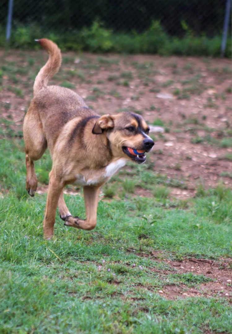 Hunter, a Adoptable mixed breed in Kerrville, TX image 3/4