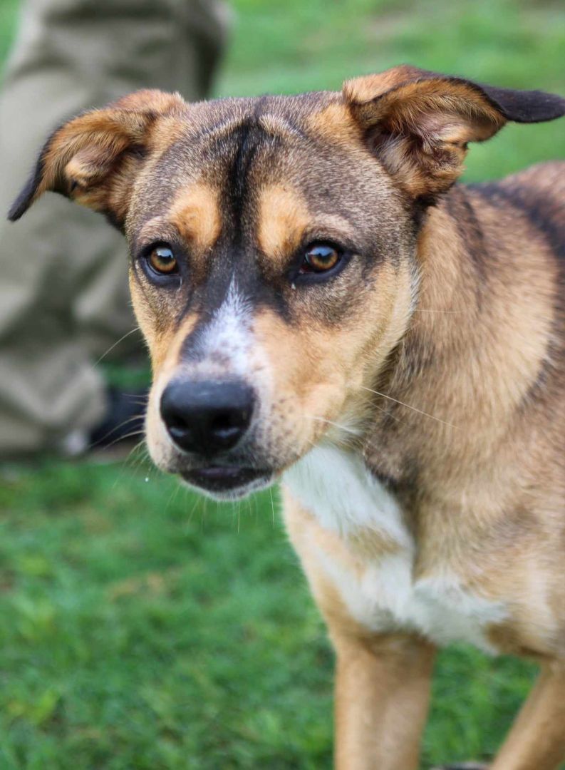 Hunter, a Adoptable mixed breed in Kerrville, TX image 4/4